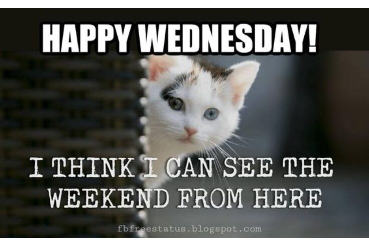 I can see the weekend cat image