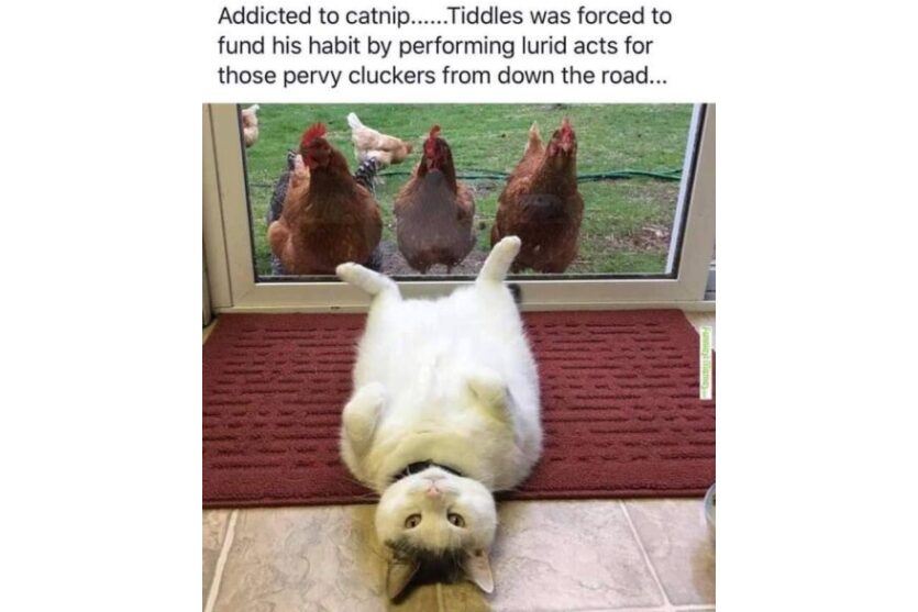 Addicted to Catnip funny image