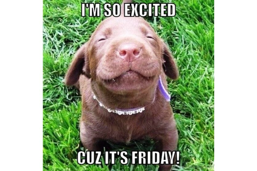 Excited Friday Dog smiling image
