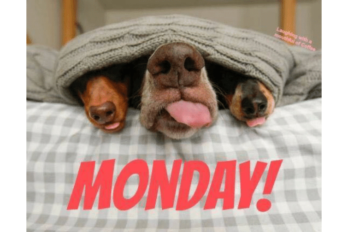 Monday Dogs image