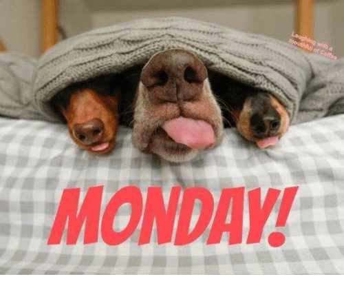 Monday Dogs meme