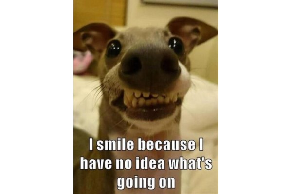 Funny Smiling Dog image