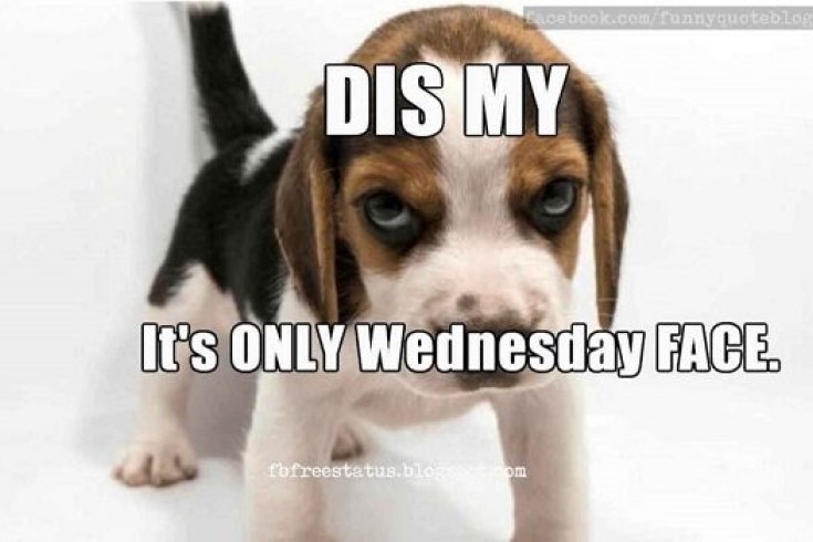 funny and cute wednesday puppy image