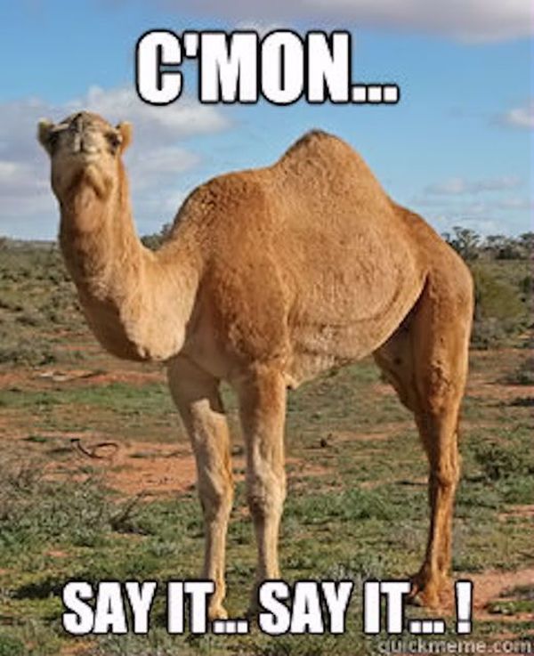camel hump day meme image