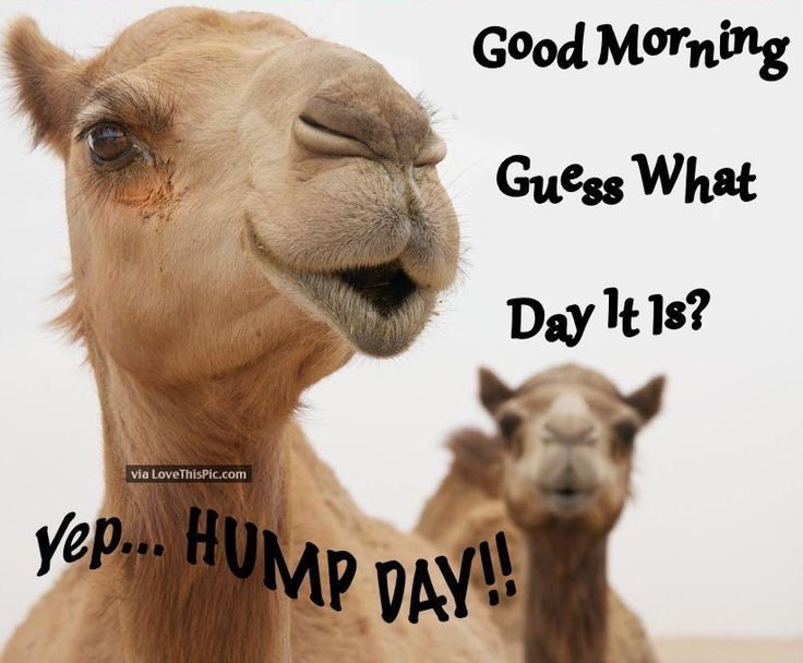 Camel wednesday Humpday meme image