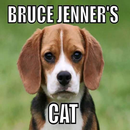 bruce jenner's cat meme image.