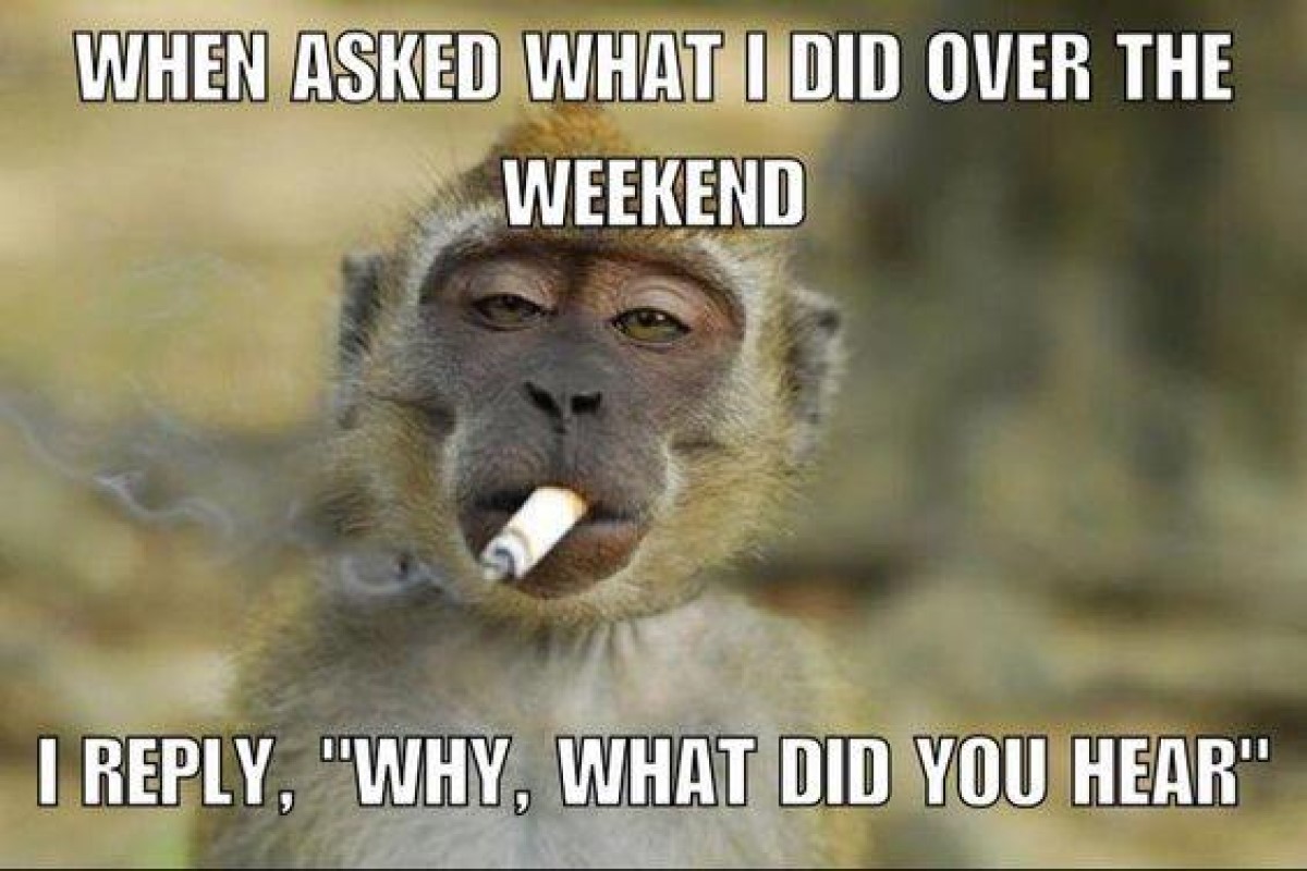 funny weekend monkey