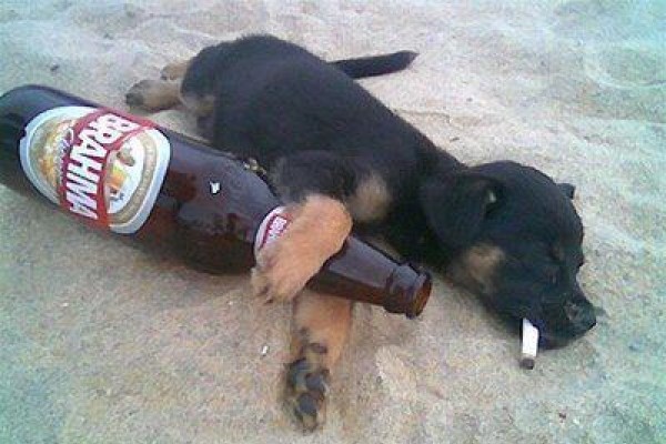 funny animal image dog partied
