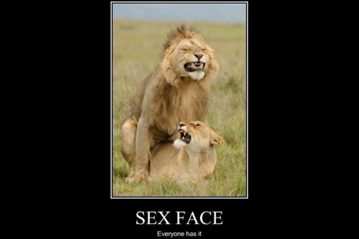 Funny animal faces image