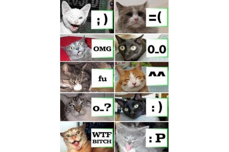 Emoticon translation guide with cats image