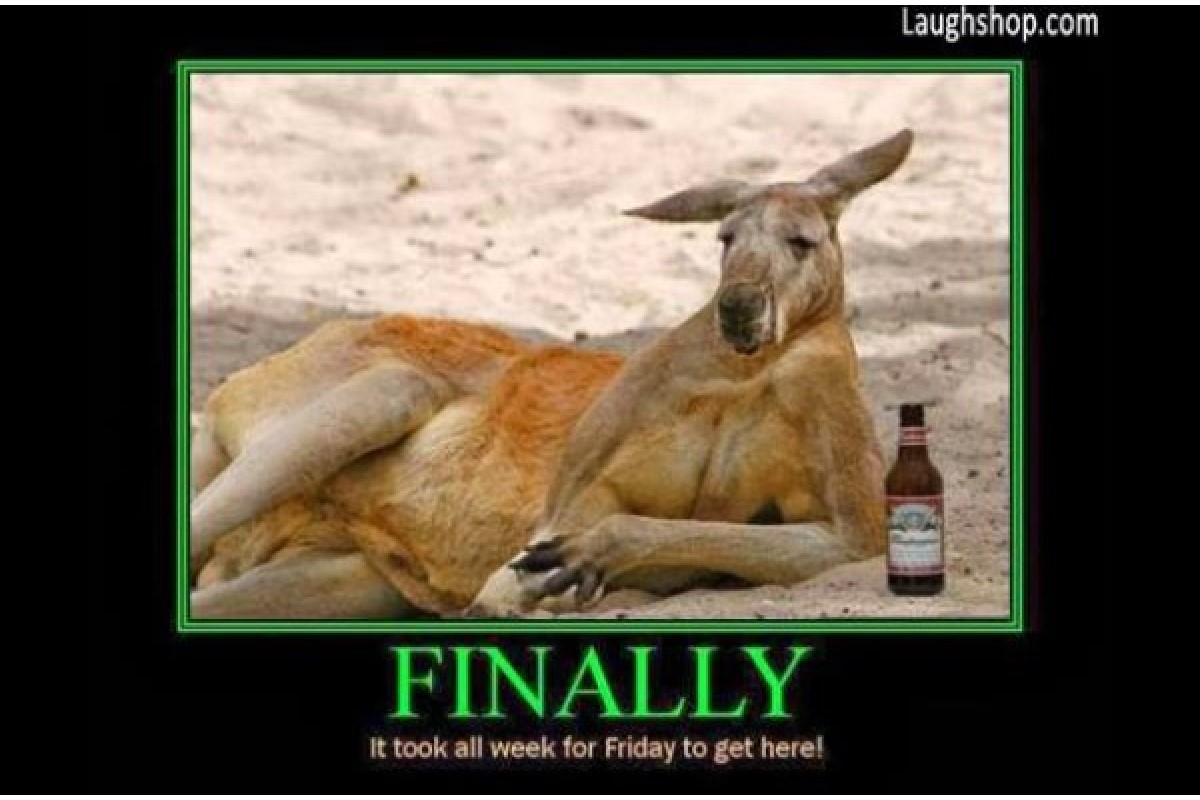 Friday Finally kangaroo chilling image