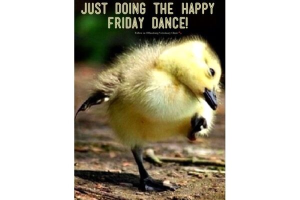 happy friday dance chick image