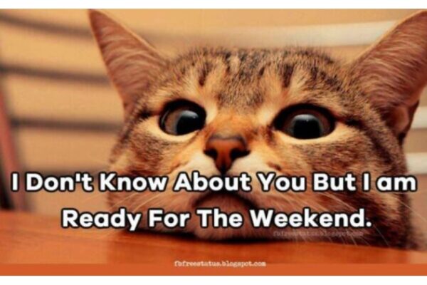 Ready for weekend cat image