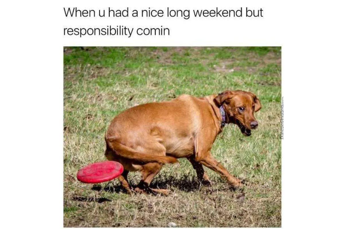 Funny Long Weekend Blues dog image