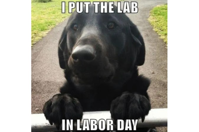 Funny labor day meme lab in Labrador