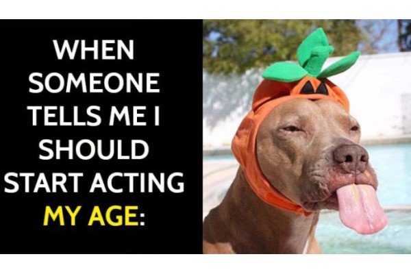 act my age funny dog image