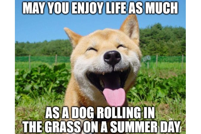 Uplifting dog summer meme