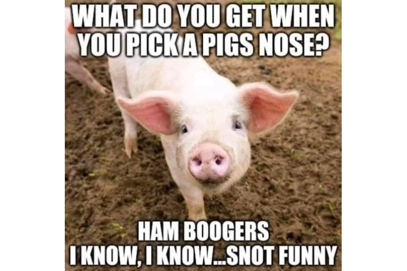pick a pigs nose funny hamboogers image
