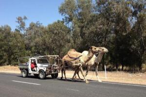 Funny redneck horsepower image of camels pulling a car