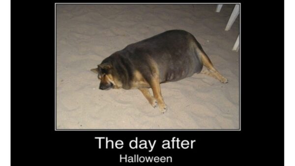 Day After Halloween fat dog image