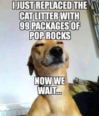 Cat Litter Pop Rocks image