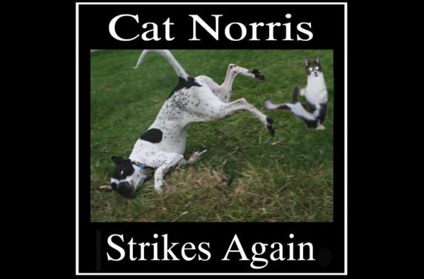 Cat Norris Strikes image