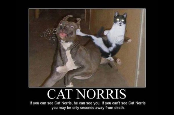 cat norris takes no crap image