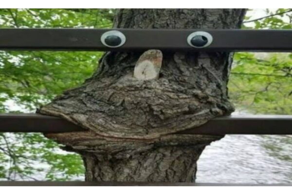 Funny Tree Googly Eyes image