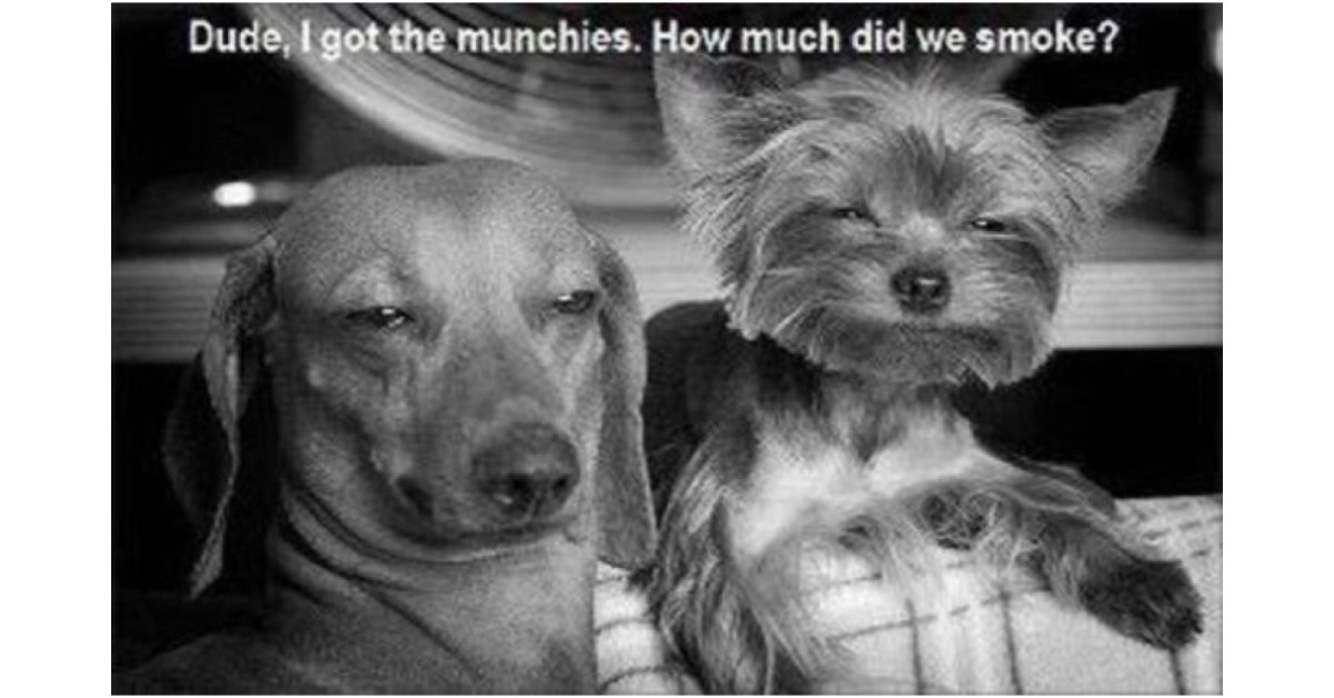 funny image of two dogs with dog munchies