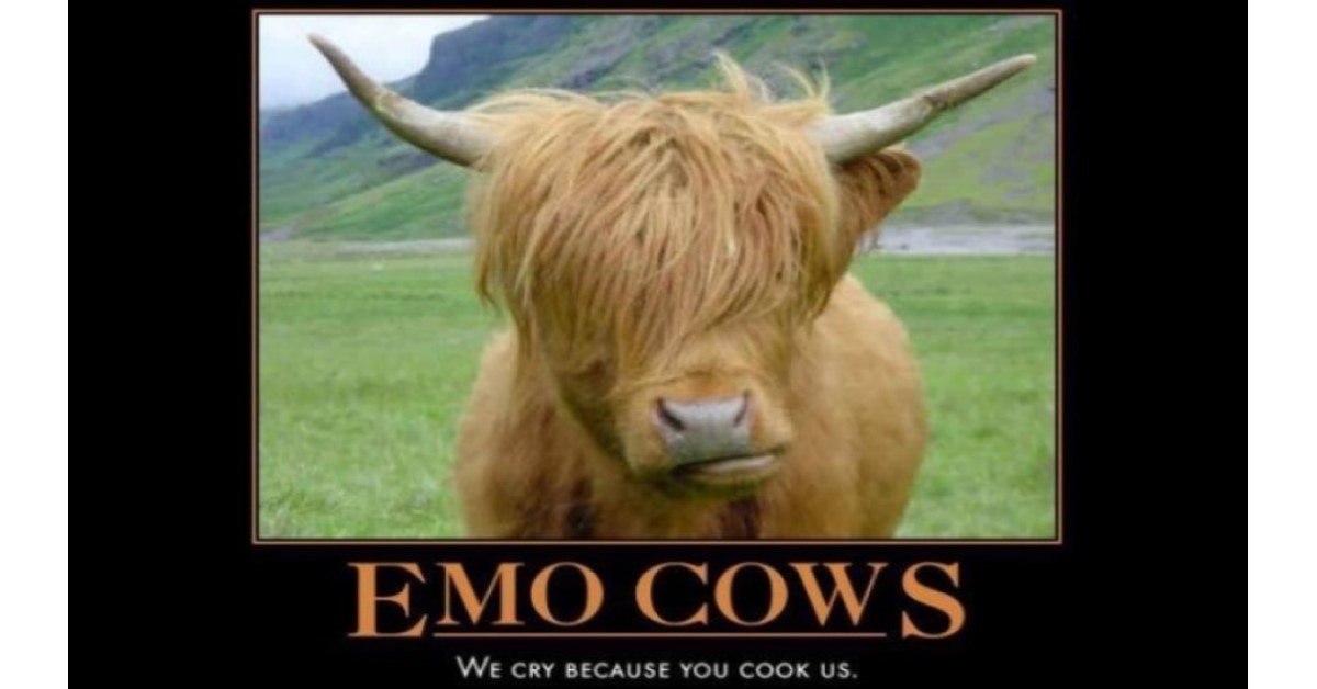 Emo Cows Cry because you cook us funny image