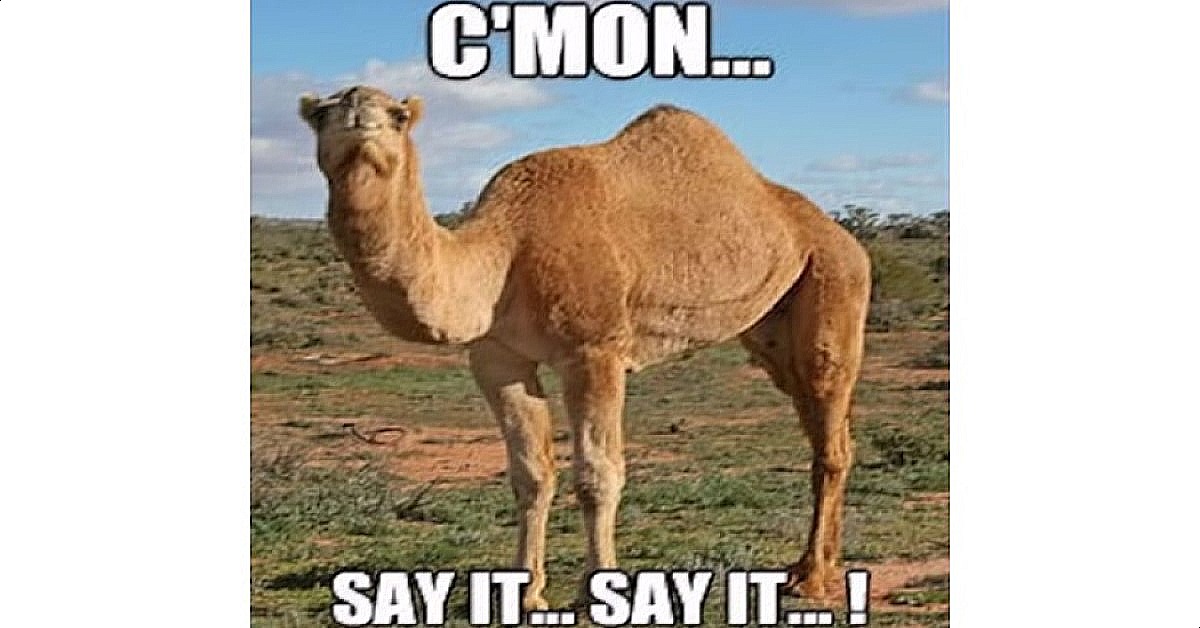 funny camel image captioned say happy hump day