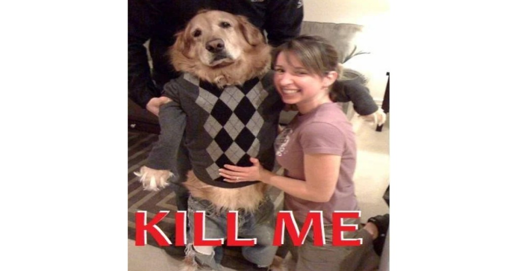 funny image of dog with a look of kill me know as he wears a nerdy sweater